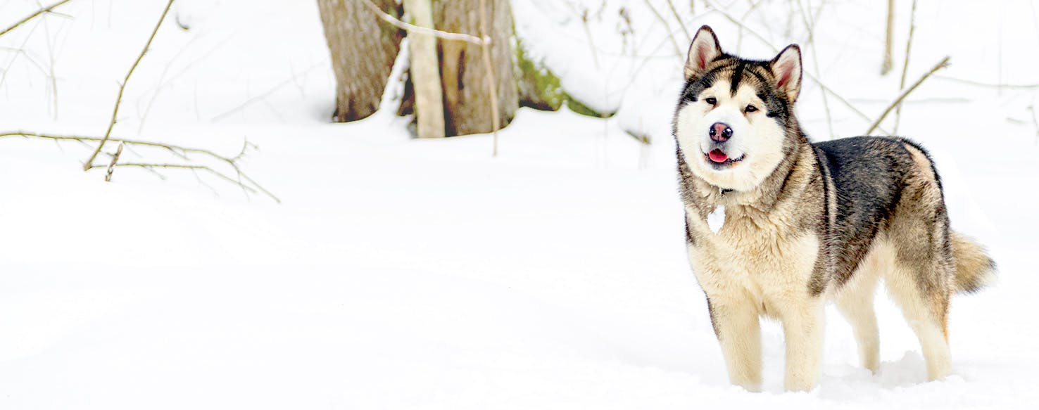 Cyprus Dog Names Popular Male and Female Names Wag!